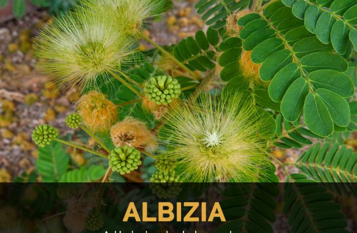 Albizia Facts And Health Benefits