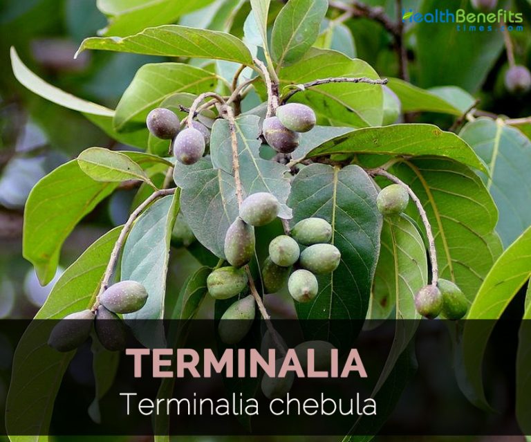 terminalia-facts-and-health-benefits