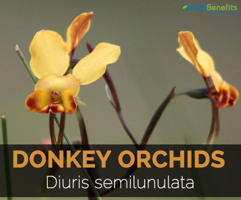 Diuris semilunulata Facts