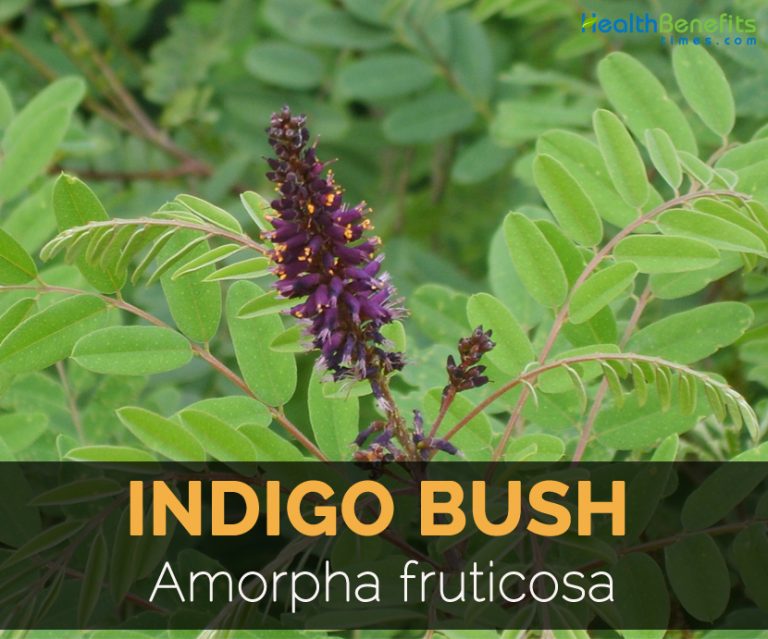 indigo-bush-facts-and-medicinal-uses