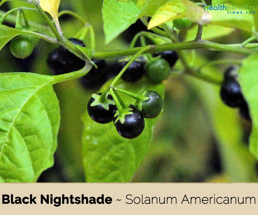 Black Nightshade facts and health benefits