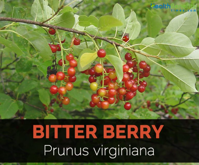 what is the meaning of bitter berry bush in hindi