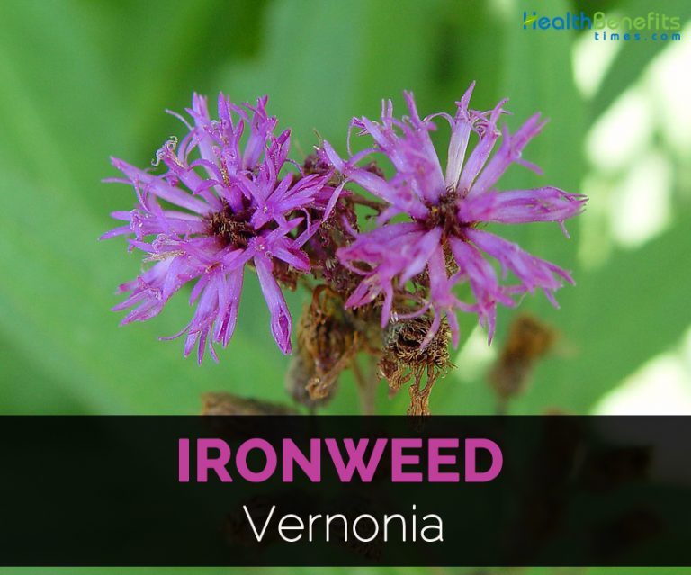 ironweed book review