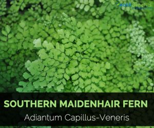 Southern maidenhair fern Facts