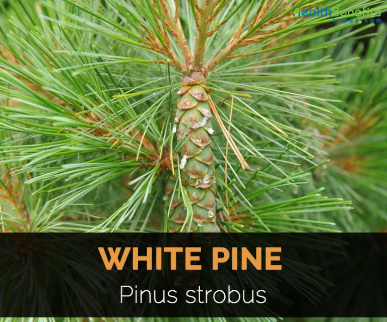 White Pine Facts and Medicinal uses