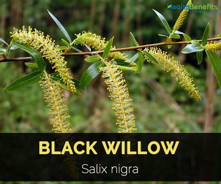 health-benefits-of-black-willow