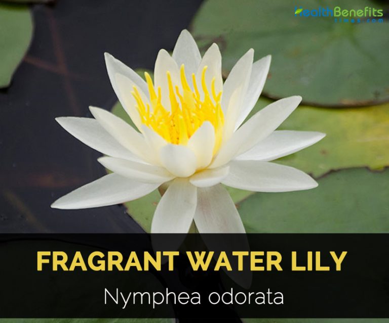 Fragrant Water Lily Facts, Uses