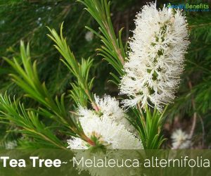 Tea Tree facts and health benefits