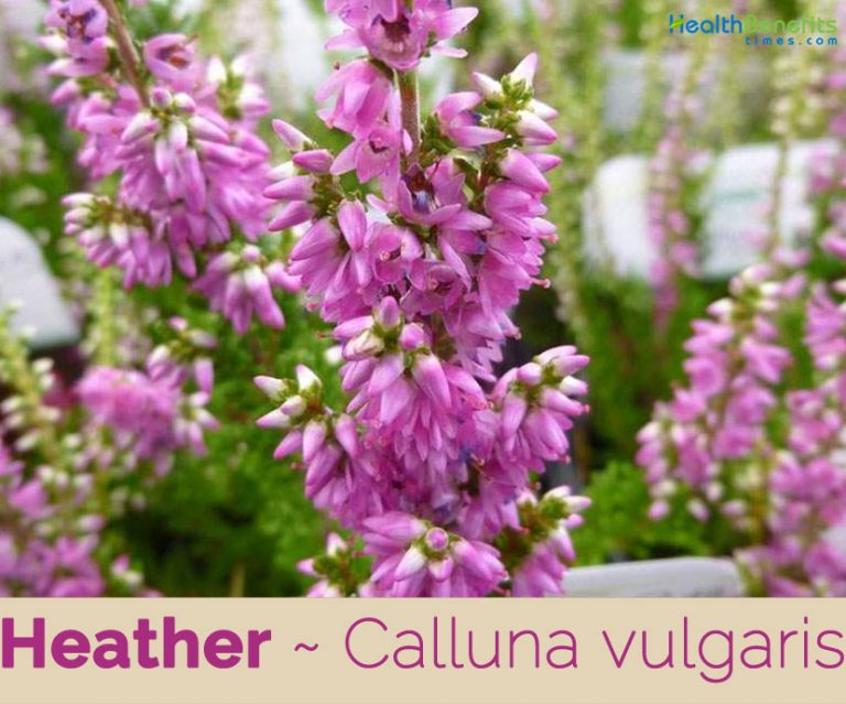 Heather facts and health benefits