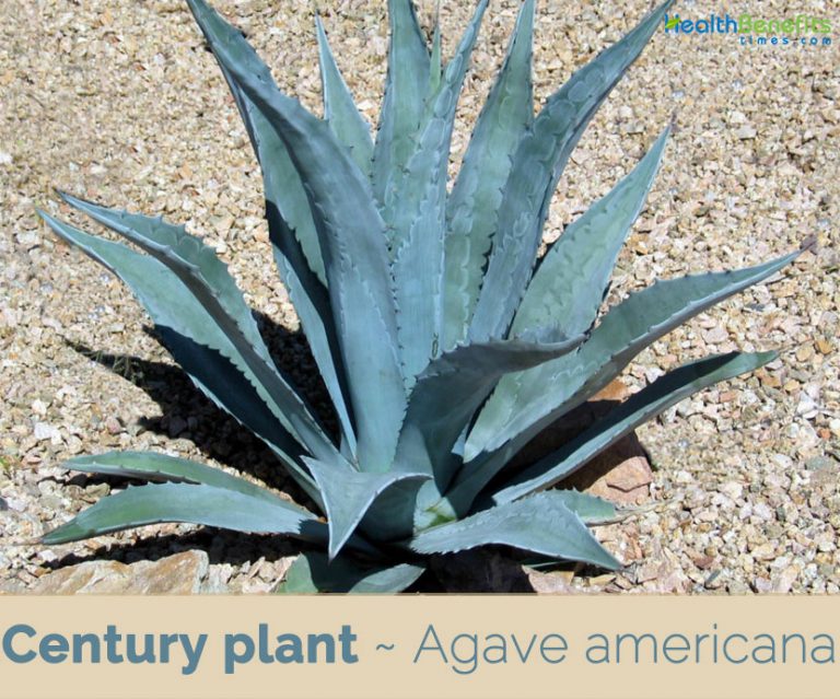 Century plant facts and health benefits