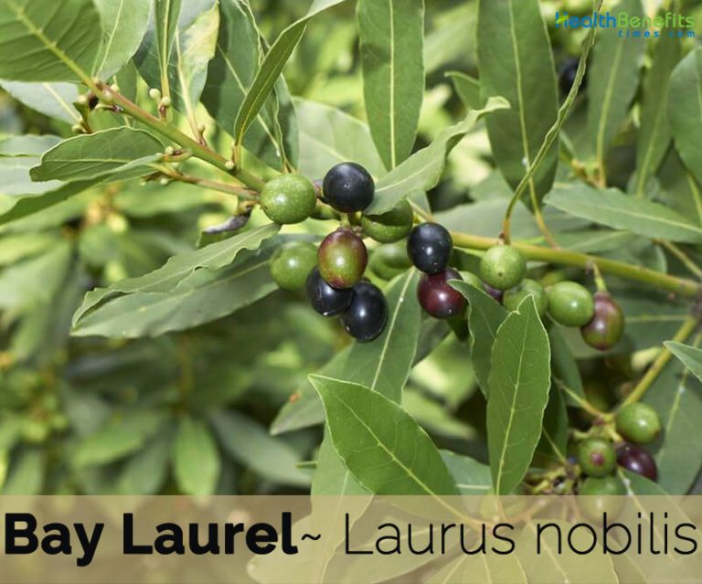 Bay Laurel facts and health benefits