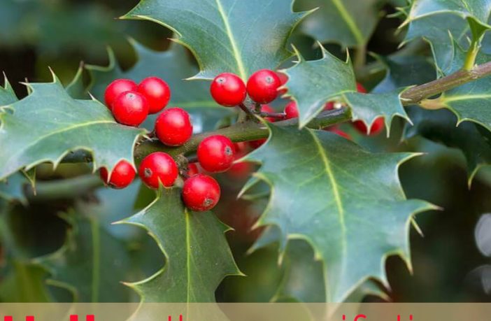 holly flower meaning