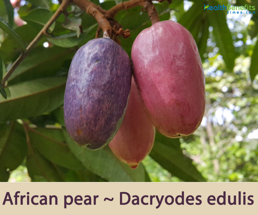 African Pear Facts And Health Benefits