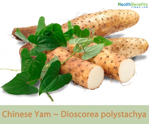 chinese-yam-facts-and-health-benefits