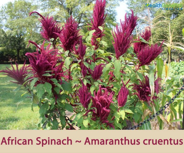 African Spinach Facts And Health Benefits