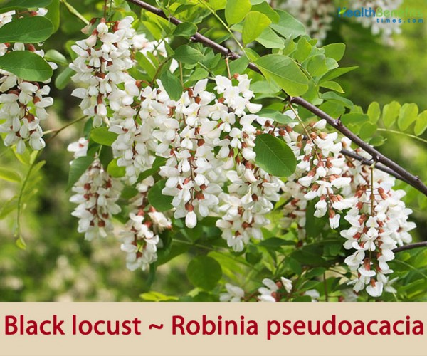 Black Locust facts and health benefits