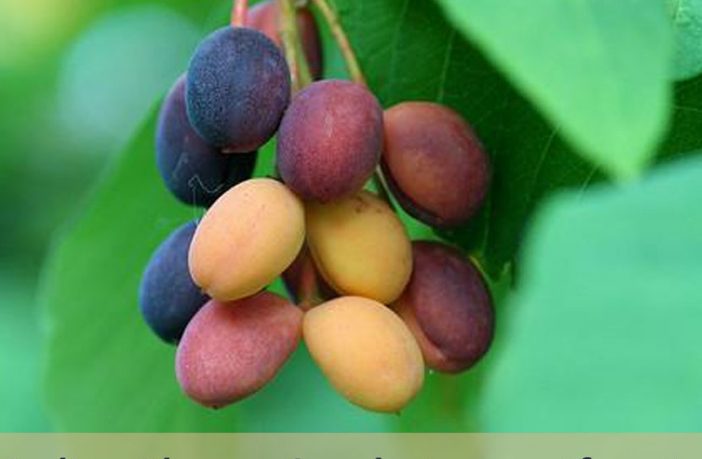 Indian Plum facts and health benefits