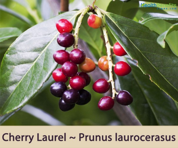 Traditional-uses-and-benefits-of-Cherry-Laurel | Health Benefits