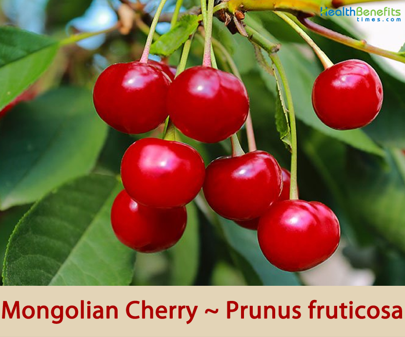 Mongolian Cherry facts and health benefits