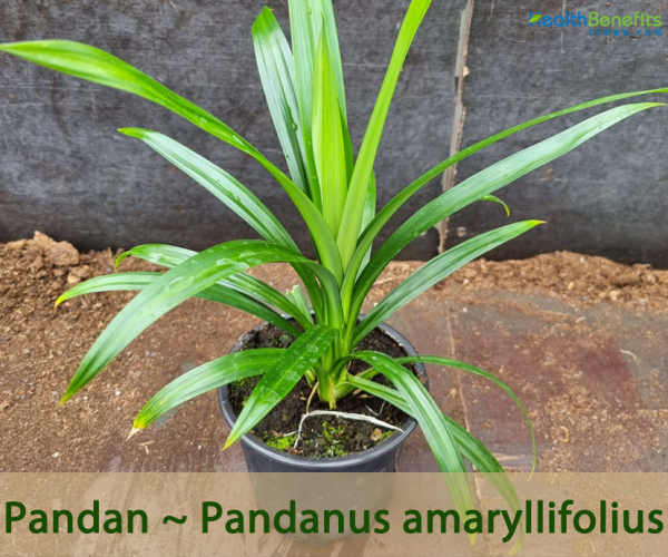 Pandan facts and health benefits