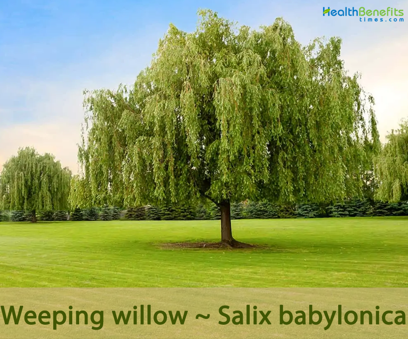 Weeping Willow Facts And Health Benefits