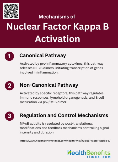 Mechanisms of Nuclear Factor Kappa B Activation | Health Benefits