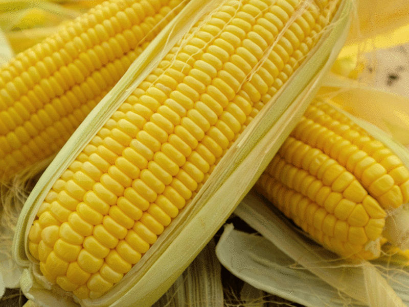 Corn Definition Of Corn