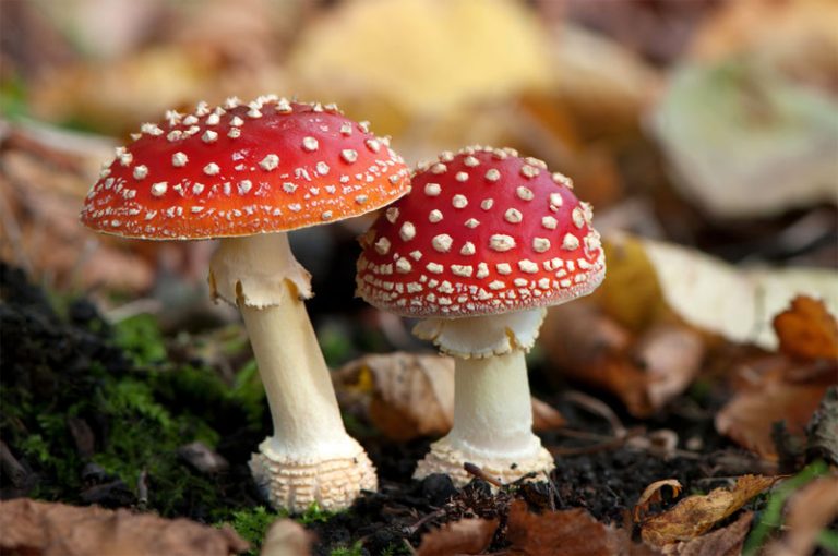 kingdom-fungi-definition-and-examples-in-biology-with-photos