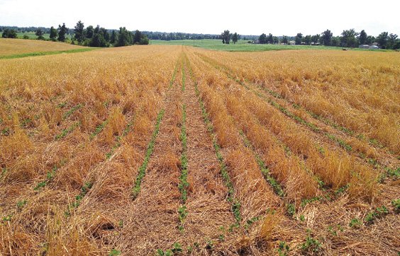 cover-crop-definition-of-cover-crop