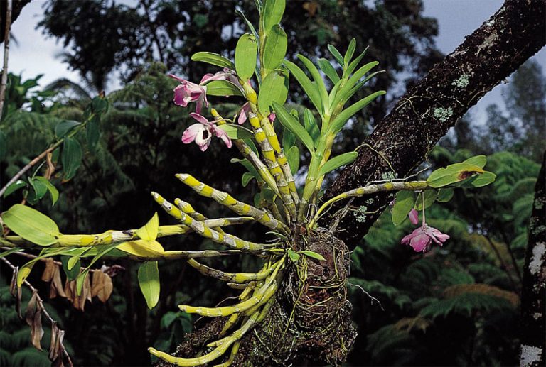 epiphyte bitcoin