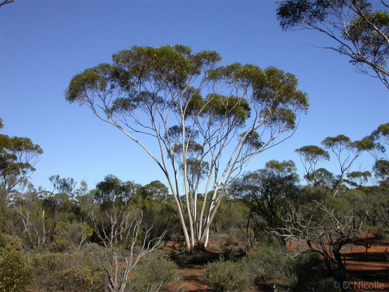 mallee-definition-of-mallee