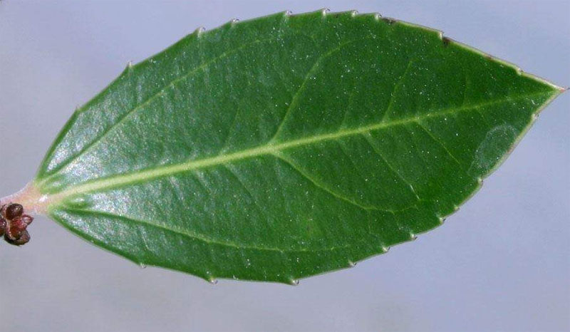 toothed leaves