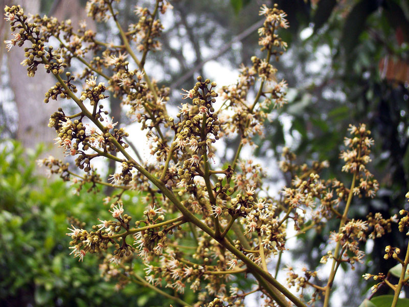 Panicle Definition Of Panicle