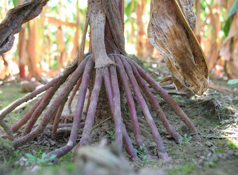 Stilt Roots Definition Of Stilt Roots