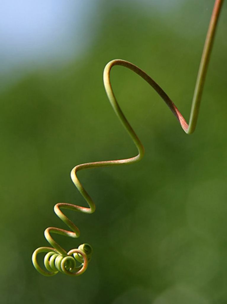 tendril-definition-of-tendril