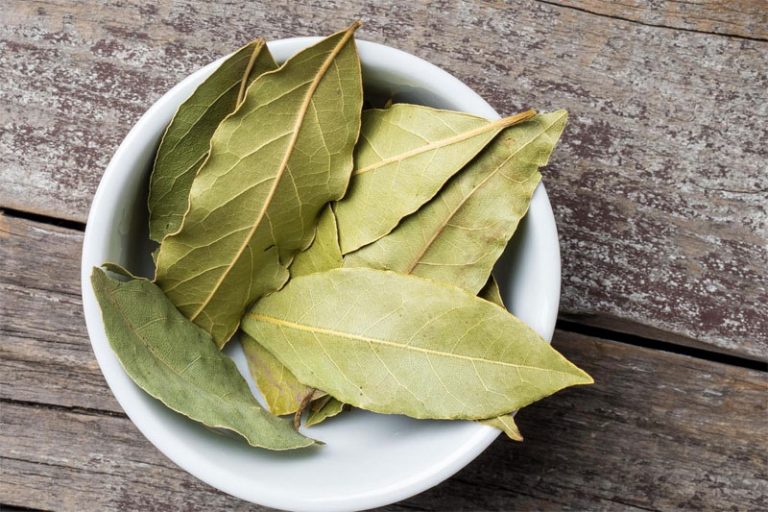 bay-leaf-definition-of-bay-leaf