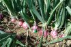 Bulb crops