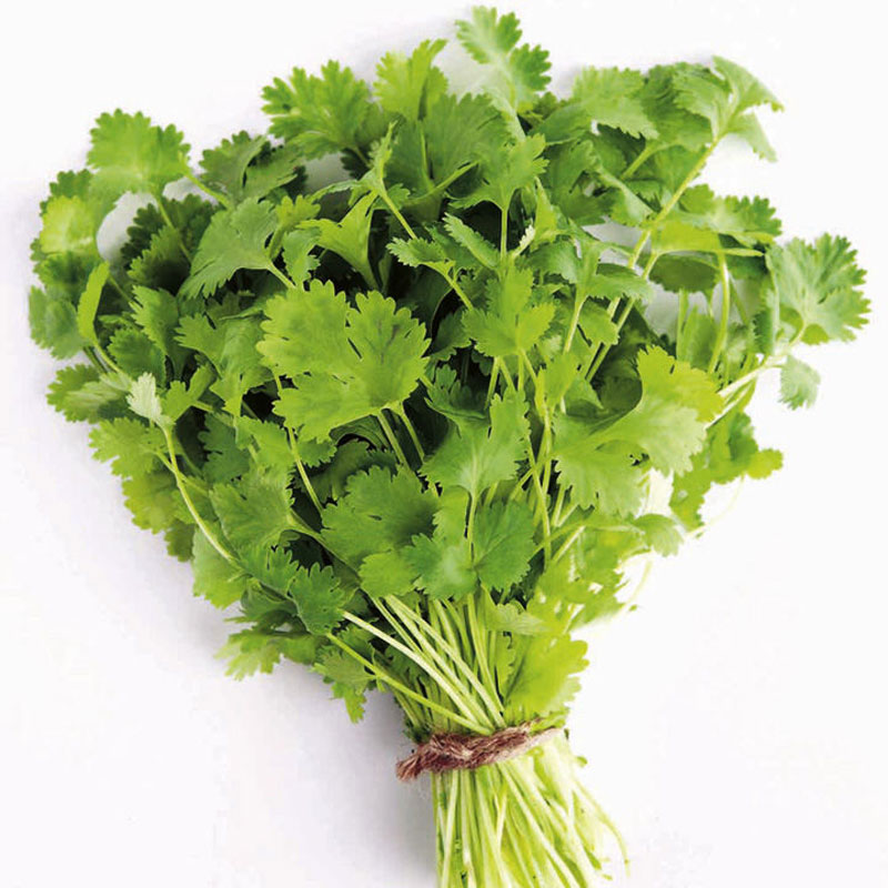 coriander-definition-of-coriander