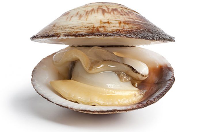 Clam - Definition of Clam