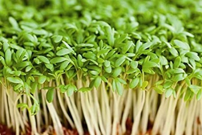 cress-definition-of-cress