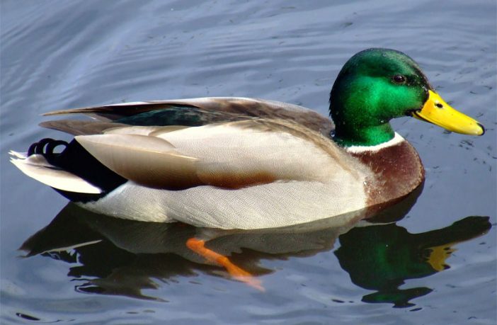 Duck - Definition of Duck