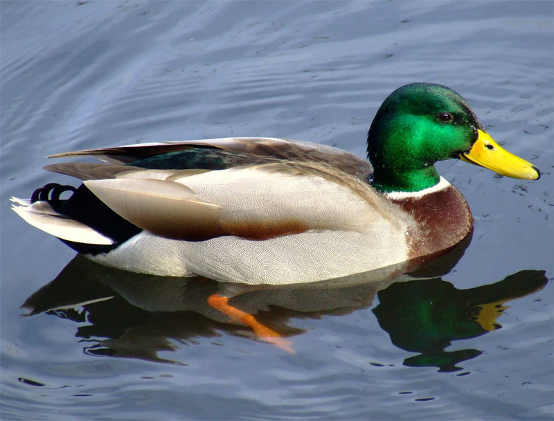 Duck Definition Of Duck