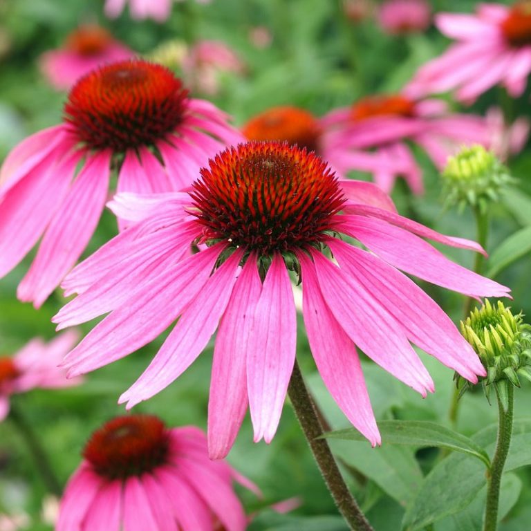 Echinacea - Definition of Echinacea