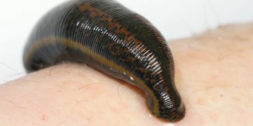 Leech - Definition of Leech