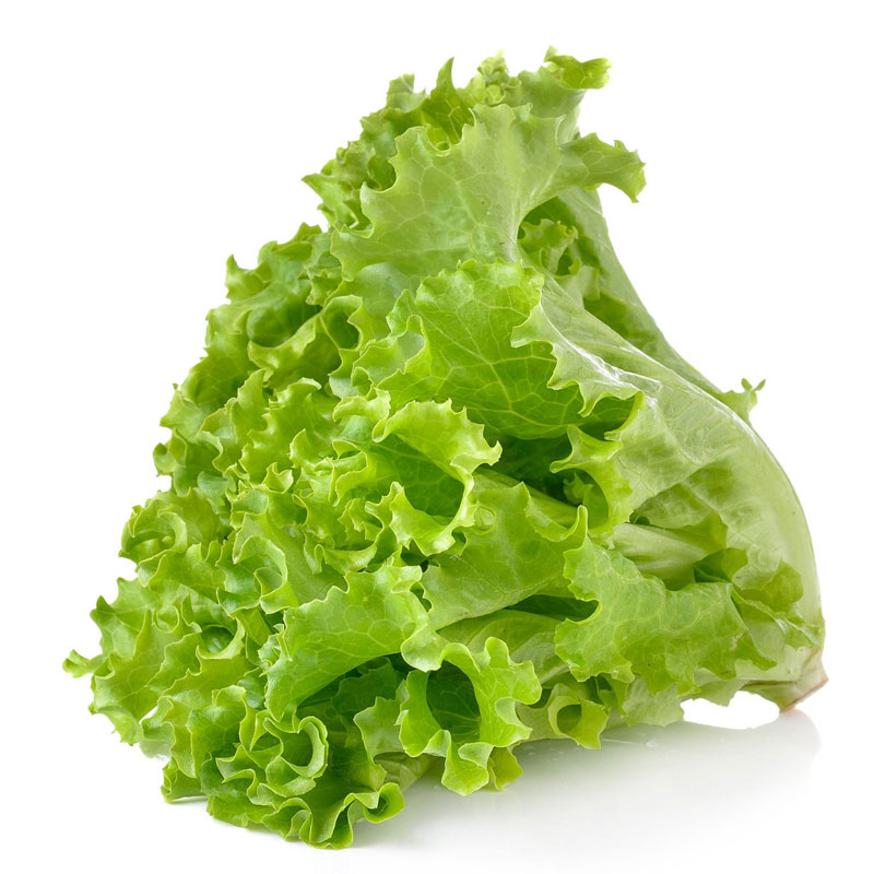 Lettuce Definition of Lettuce