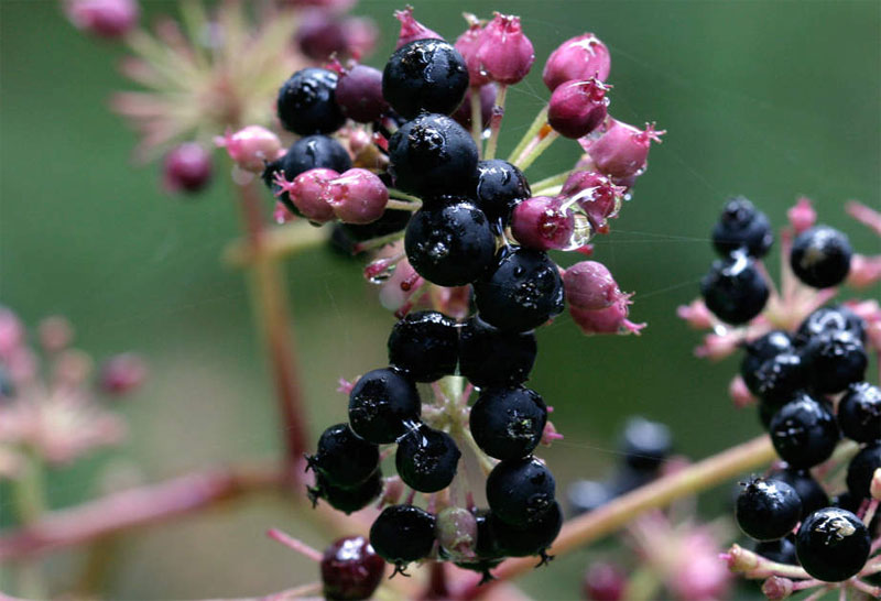 Spikenard Definition Of Spikenard