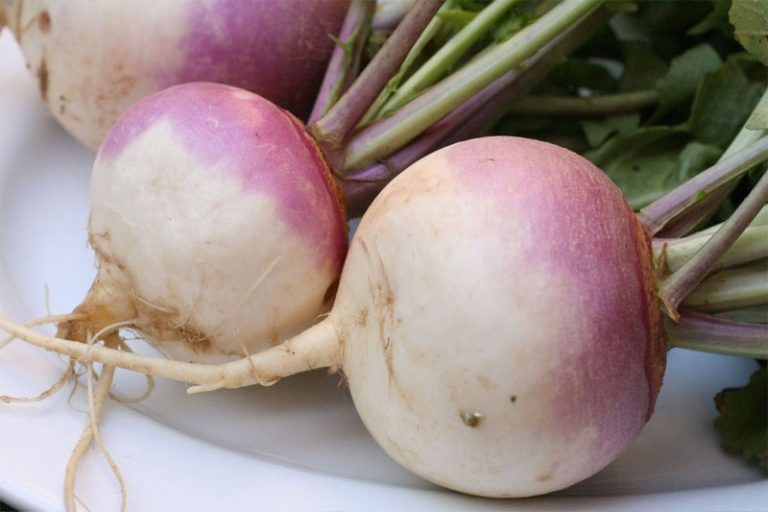 turnip-definition-of-turnip