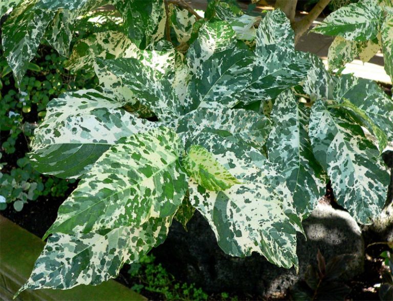 variegated-leaf-definition-of-variegated-leaf