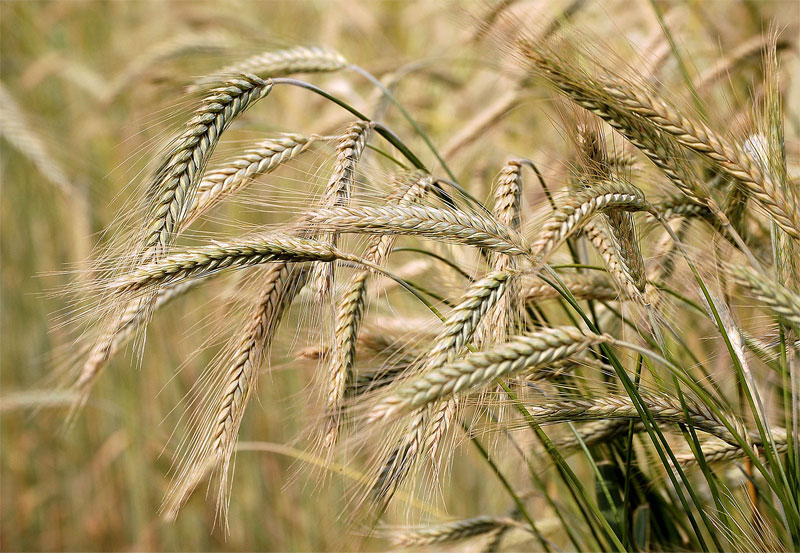 Barley Definition Of Barley