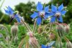 Borage